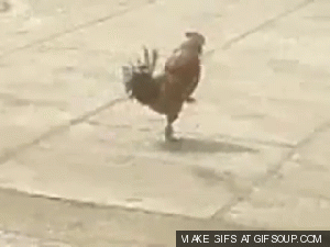 militant-rooster-o